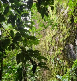 {{brizy_dc_image_alt imageSrc=